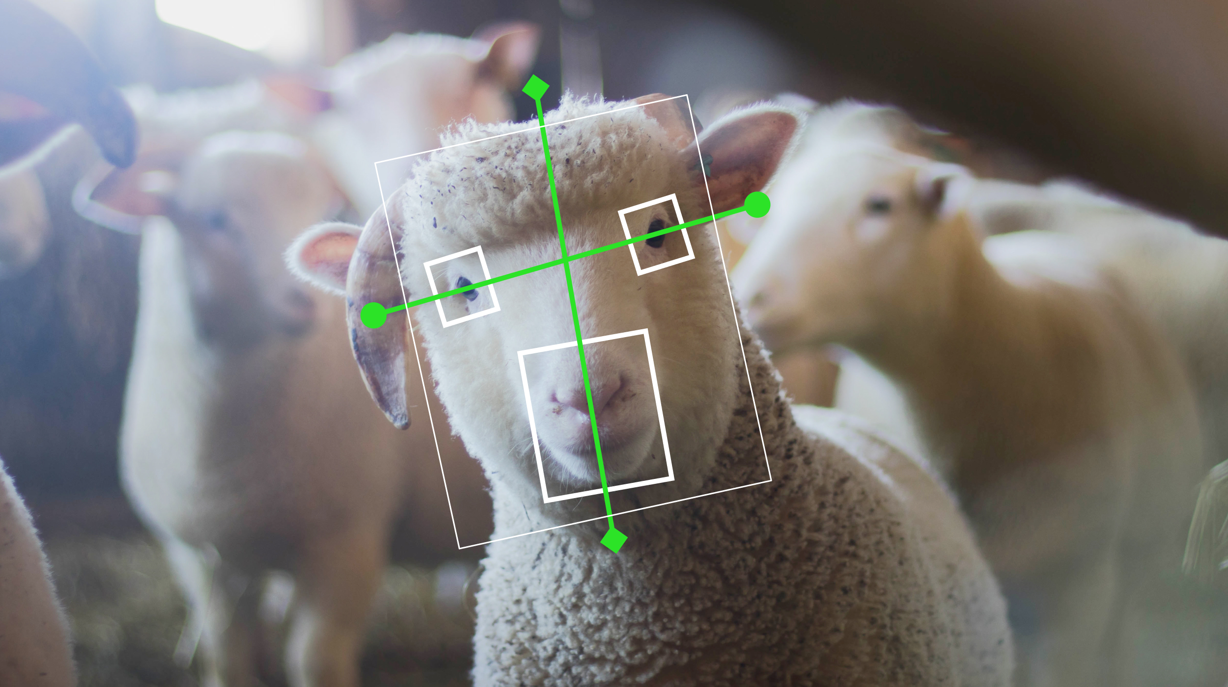 A group of sheep in a barn with a green arrow in front of them.