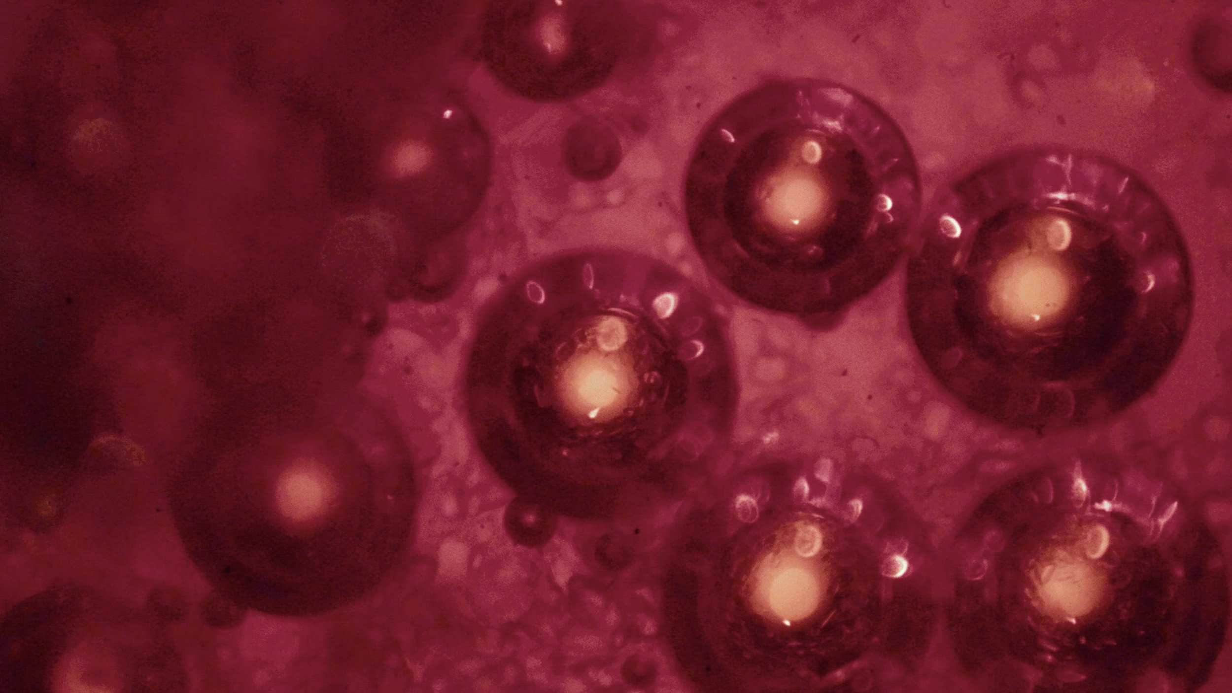 A close up of a red blood cell containing stem cells.