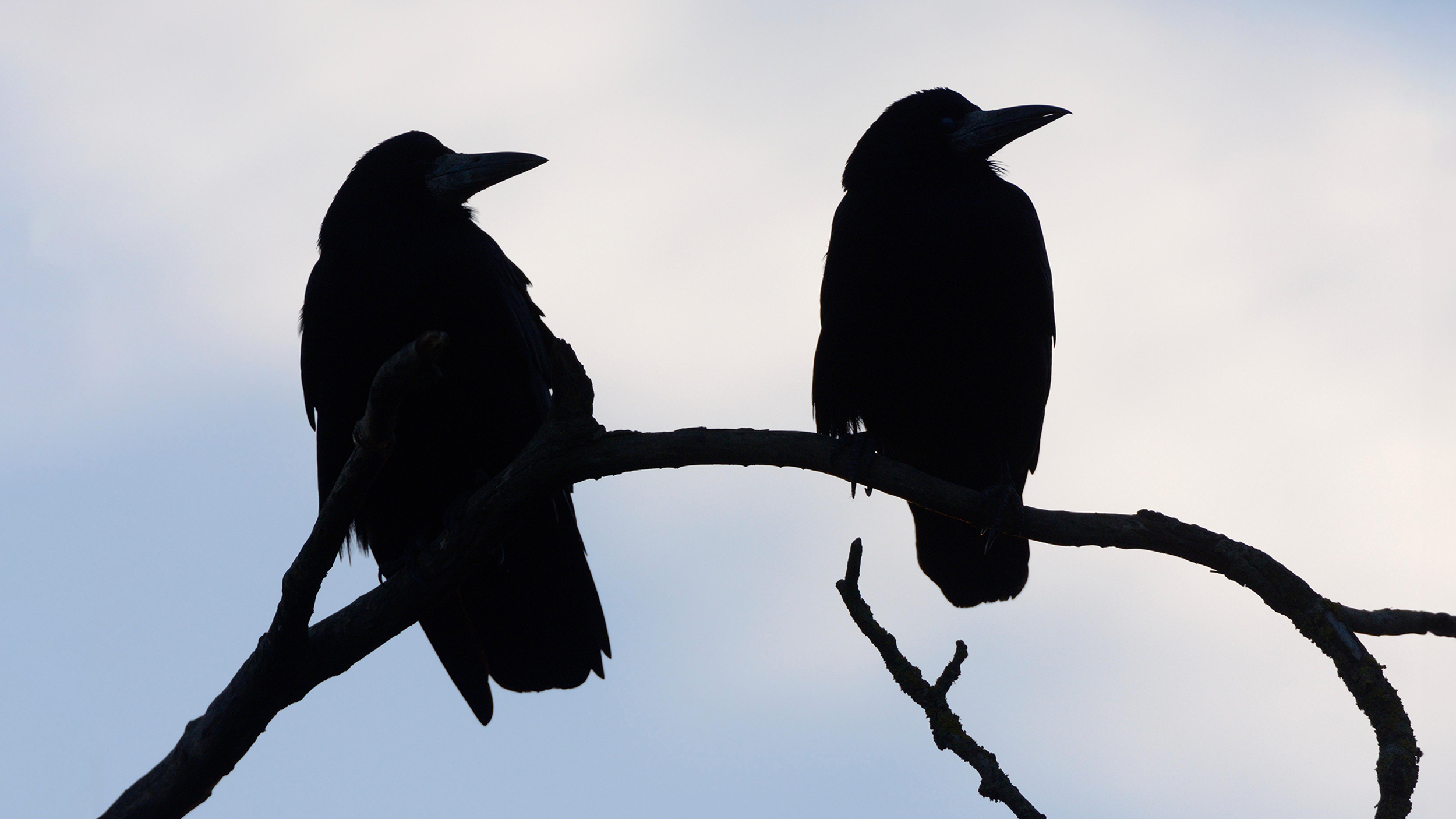 Two crows perched on a branch.